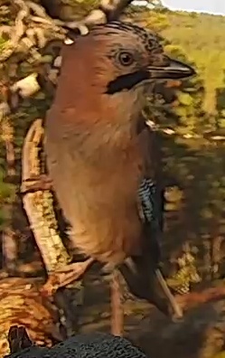 Best image of Eurasian jay