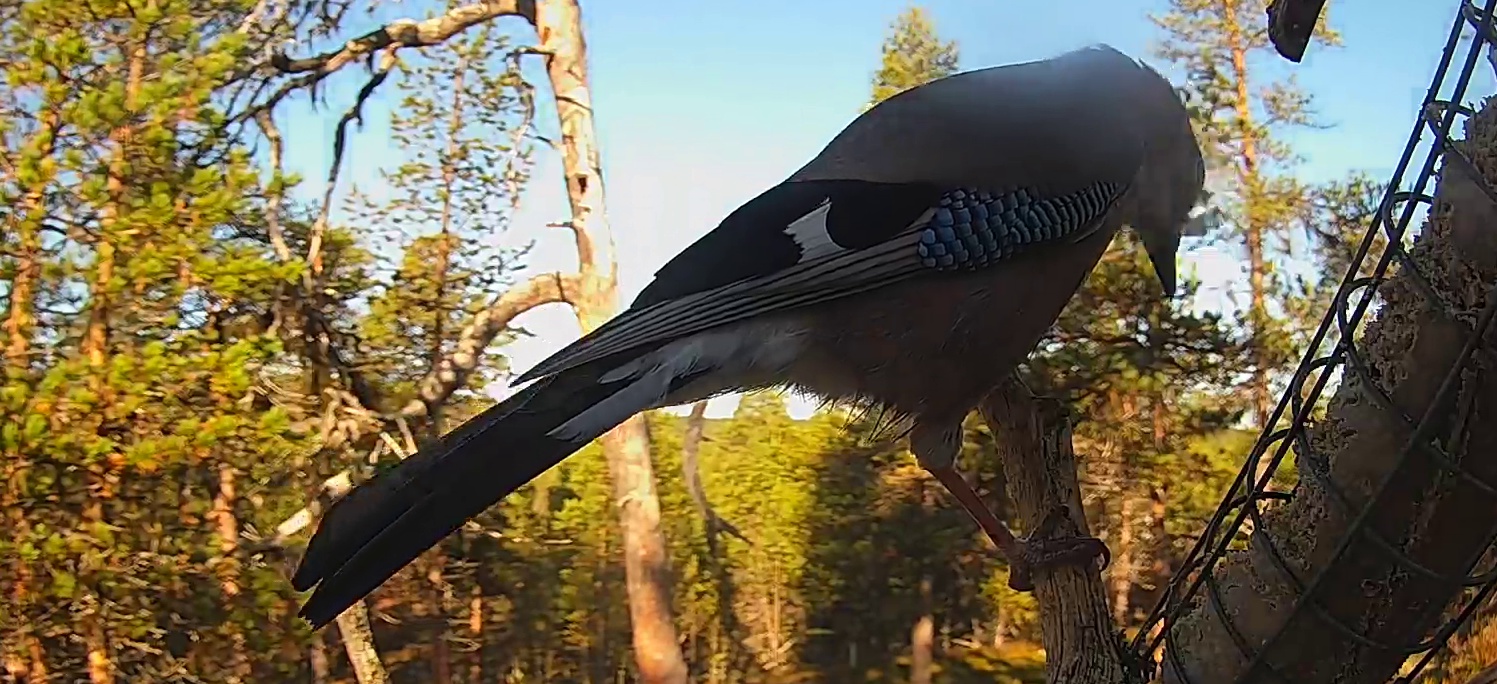 Best image of Eurasian jay