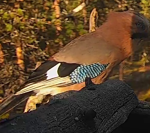 Best image of Eurasian jay