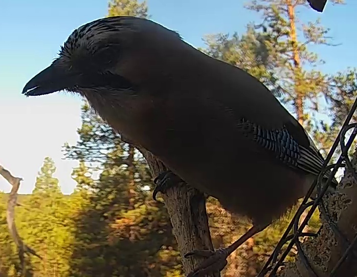 Best image of Eurasian jay