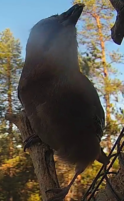 Best image of House crow