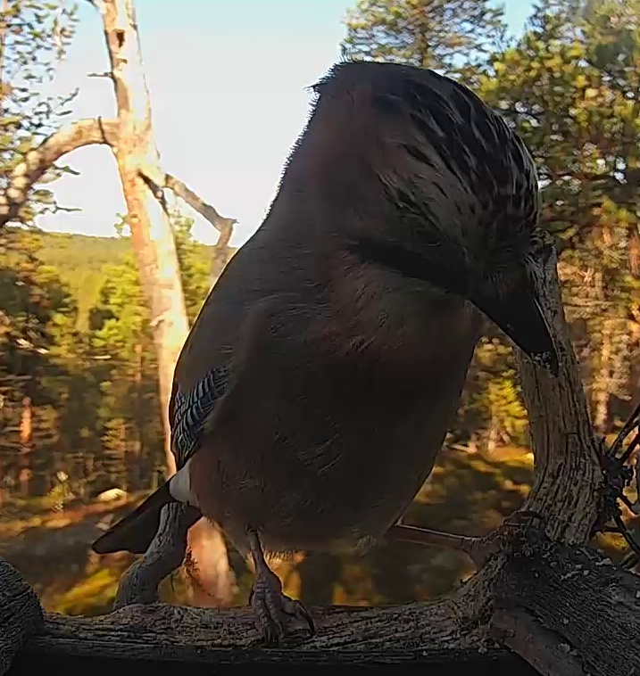 Best image of Eurasian jay