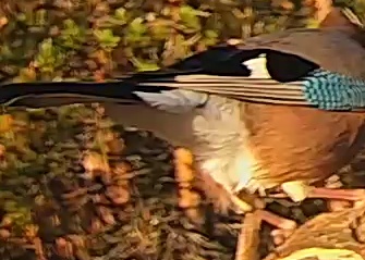Best image of Eurasian jay
