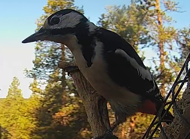 Best image of Great spotted woodpecker