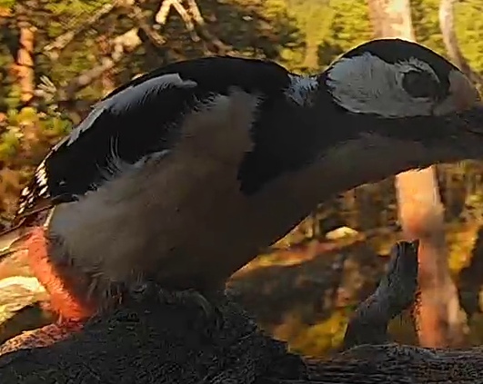 Best image of Great spotted woodpecker