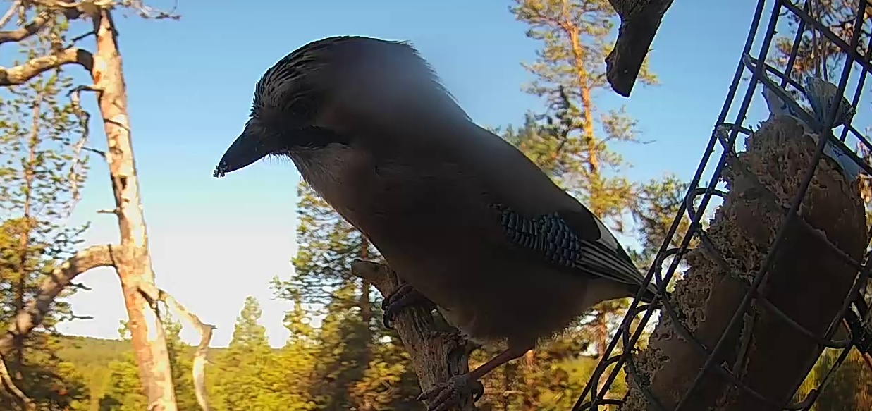Best image of House crow