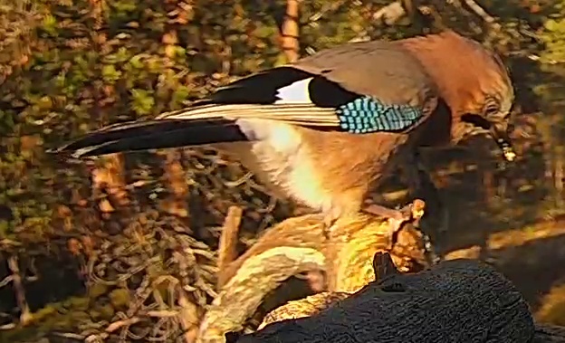 Best image of Eurasian jay