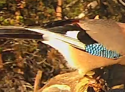 Best image of Eurasian jay