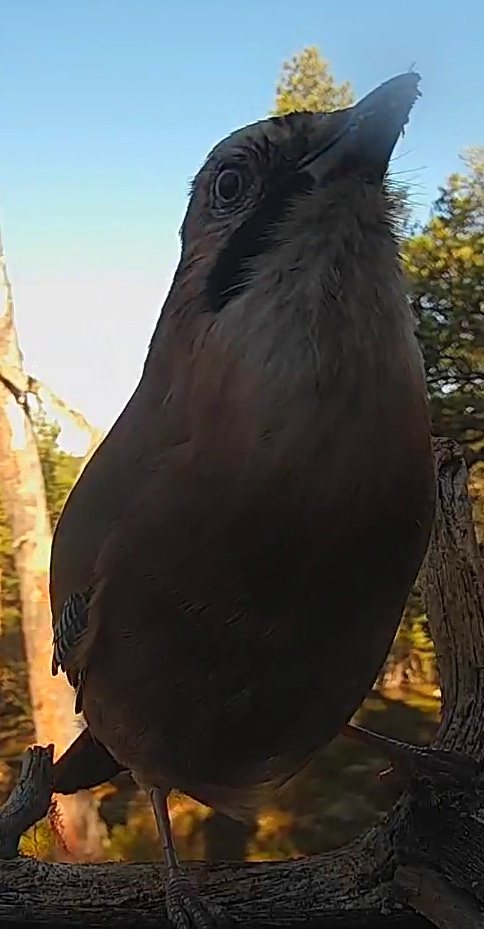 Best image of Eurasian jay