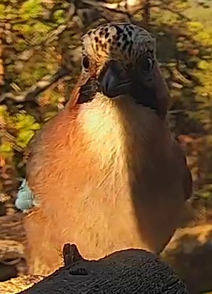 Best image of Eurasian jay