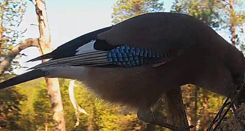 Best image of Eurasian jay