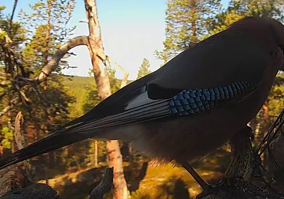 Best image of Eurasian jay