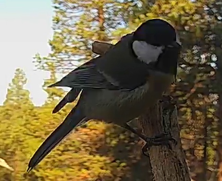 Best image of Great tit