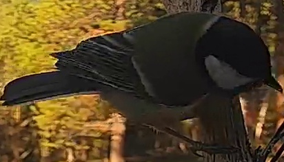 Best image of Common wood pigeon