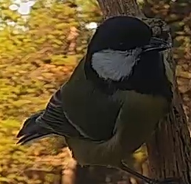 Best image of Great tit