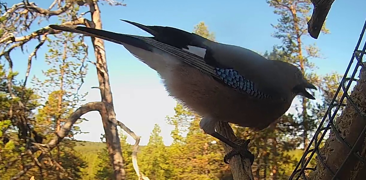 Best image of Eurasian jay
