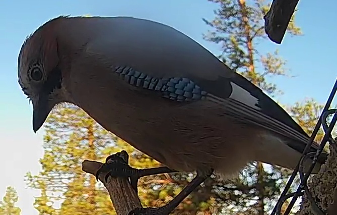 Best image of Eurasian jay