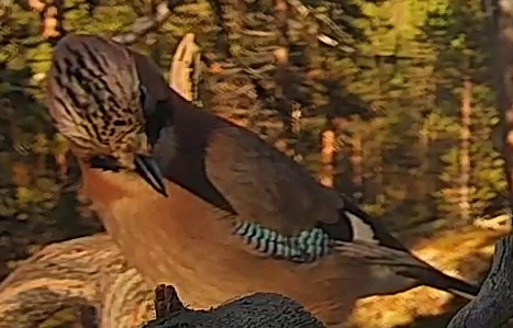Best image of Eurasian jay
