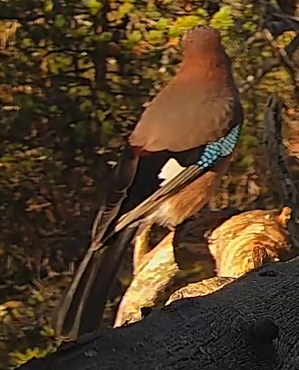 Best image of Eurasian jay