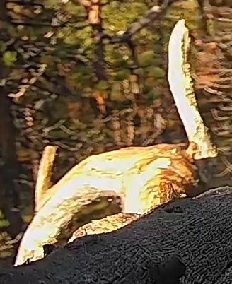 Best image of Helmeted guineafowl