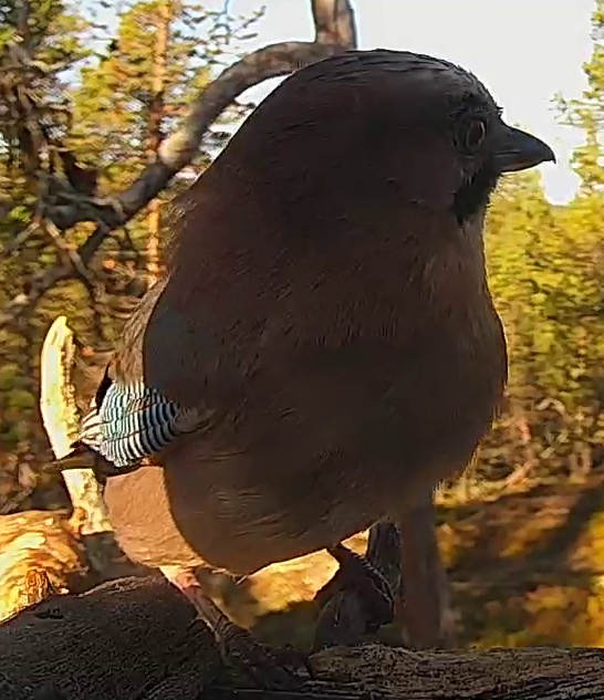 Best image of Eurasian jay