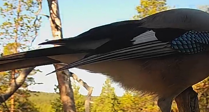 Best image of Eurasian jay