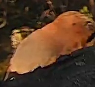 Best image of Eurasian hoopoe