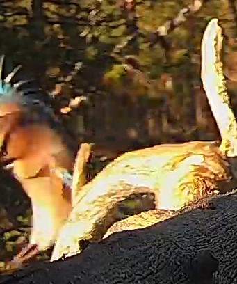 Best image of Helmeted guineafowl