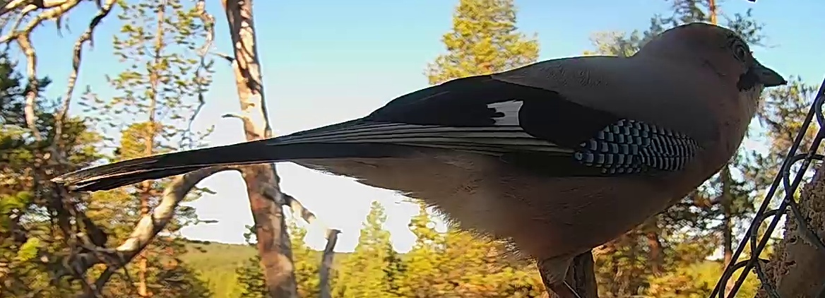 Best image of Eurasian jay