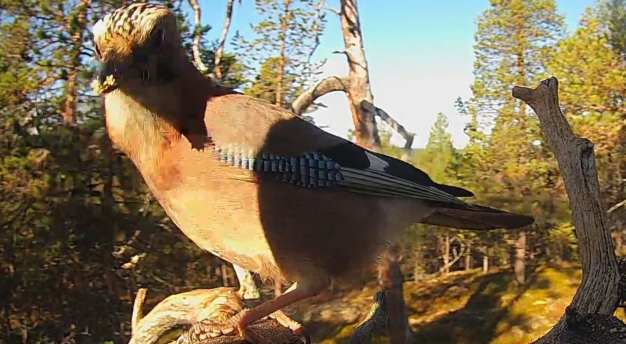 Best image of Eurasian jay