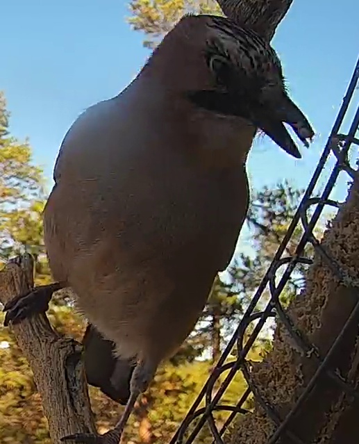 Best image of Eurasian jay