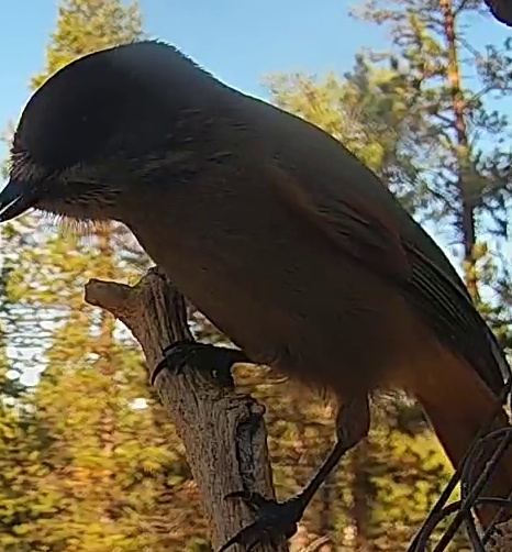 Best image of House crow