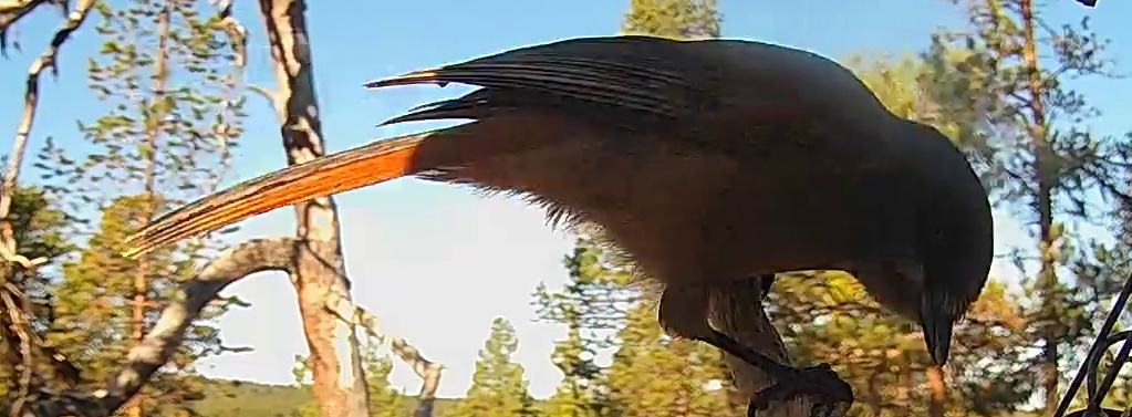 Best image of Siberian jay