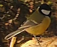 Best image of Great tit