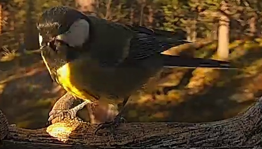 Best image of Great tit