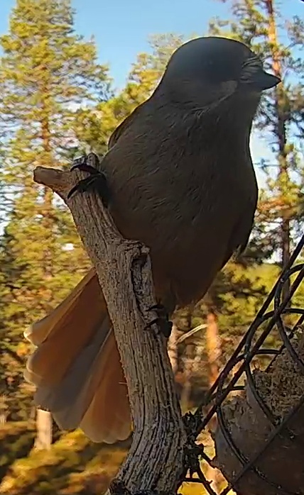 Best image of Siberian jay