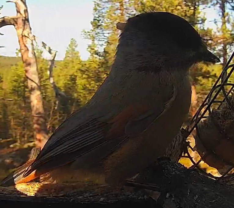 Best image of Siberian jay
