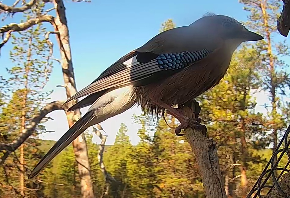 Best image of Eurasian jay
