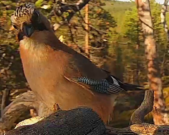 Best image of Eurasian jay