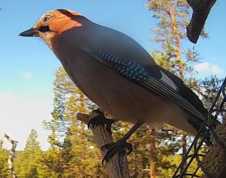 Best image of Eurasian jay