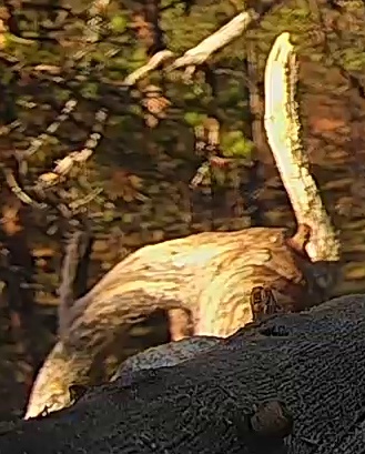 Best image of Helmeted guineafowl