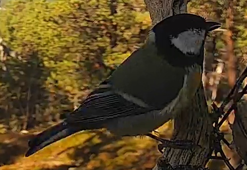 Best image of Great tit