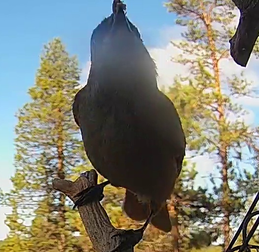 Best image of House crow
