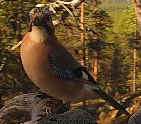 Best image of Eurasian jay