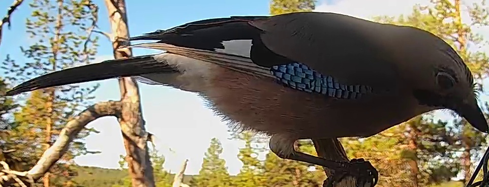 Best image of Eurasian jay