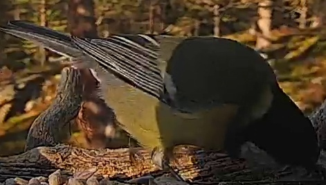 Best image of Great tit