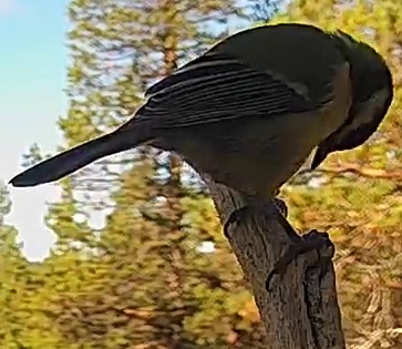Best image of Great tit