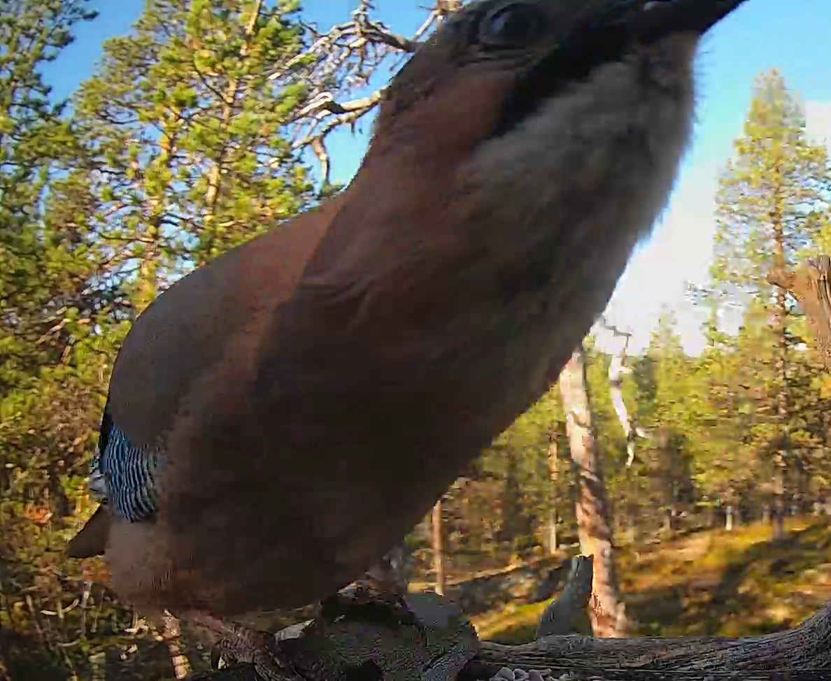 Best image of Eurasian jay