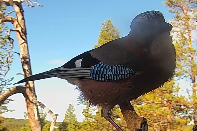 Best image of Eurasian jay