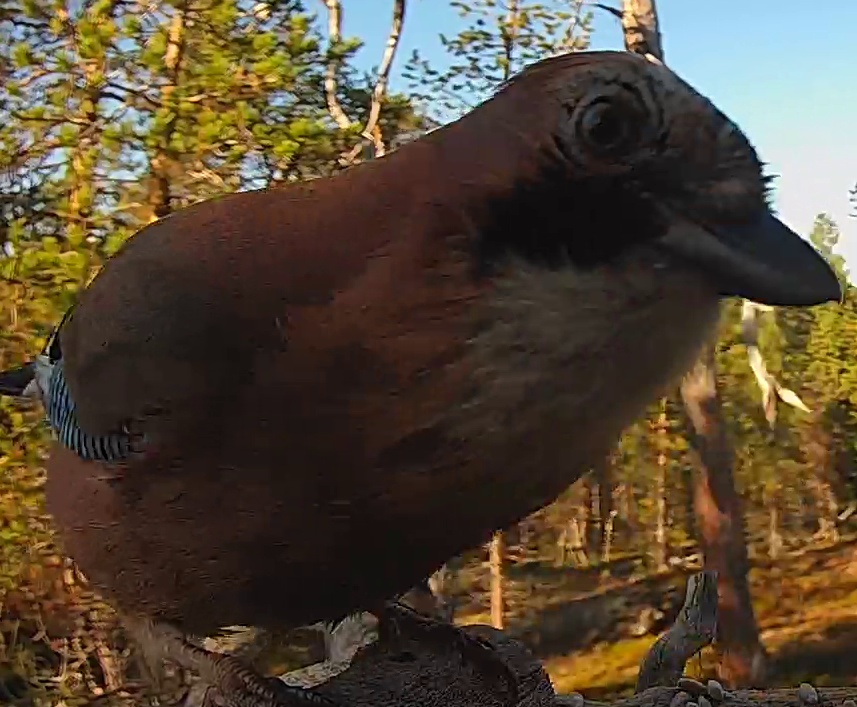Best image of Eurasian jay